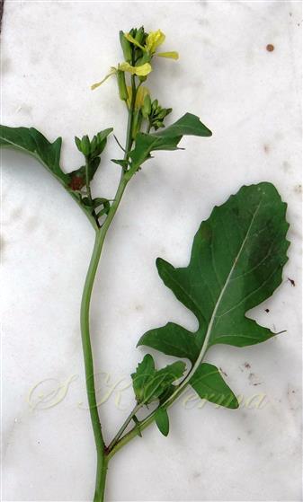  Flowering branch